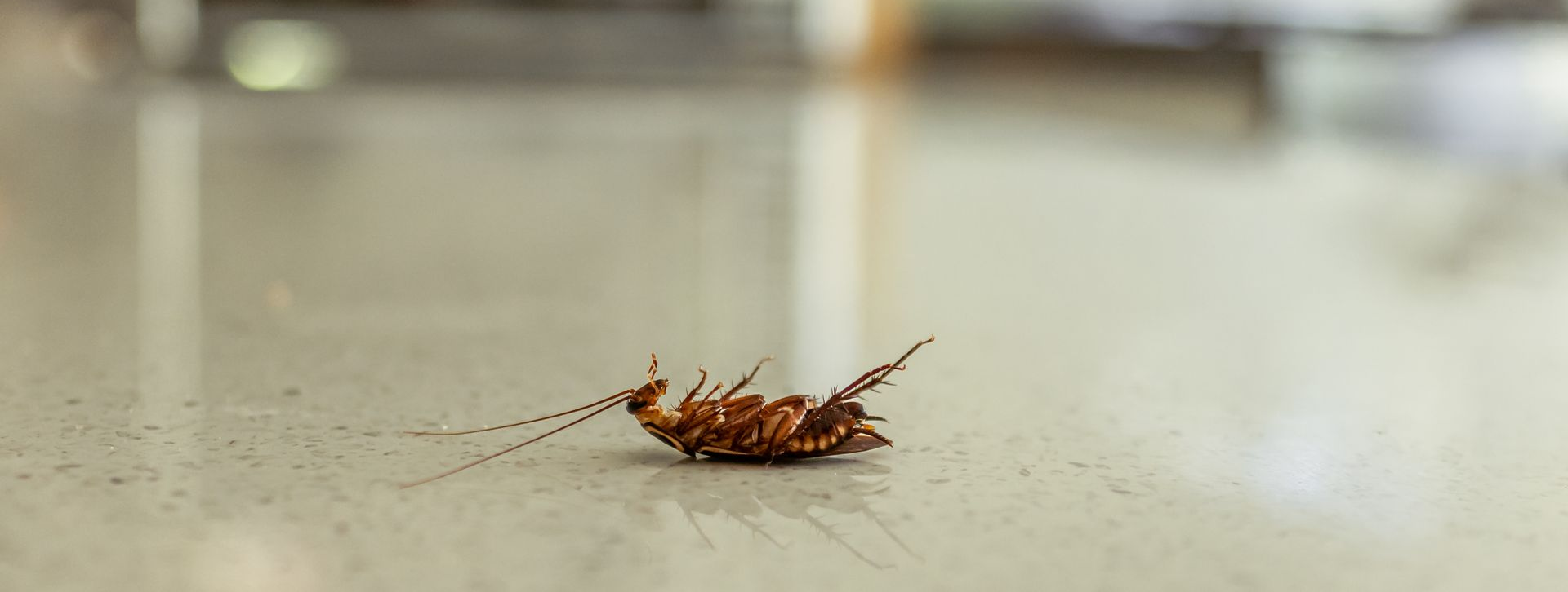 Un cafard mort repose sur le dos sur une surface de couleur claire.
