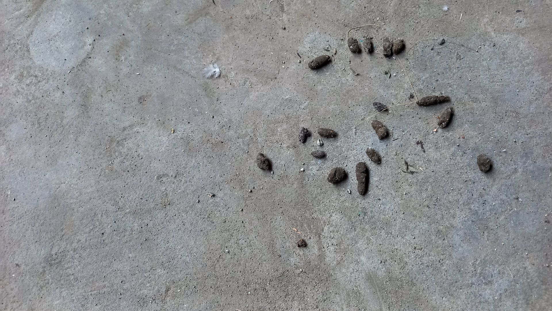 Excréments de rats sur un sol brut
