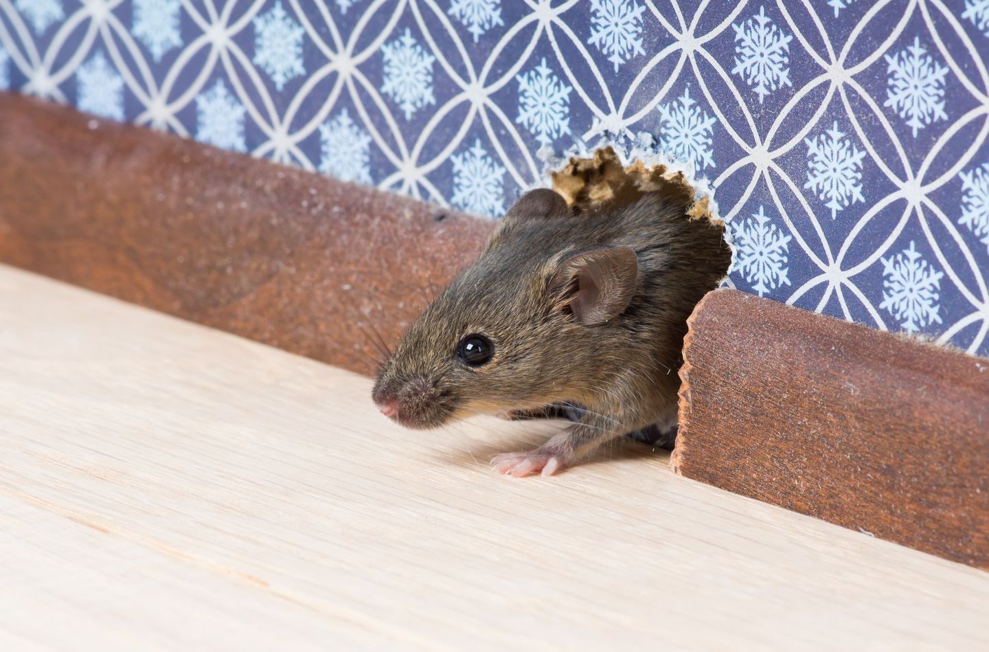 Souris passant par un dans une plinthe