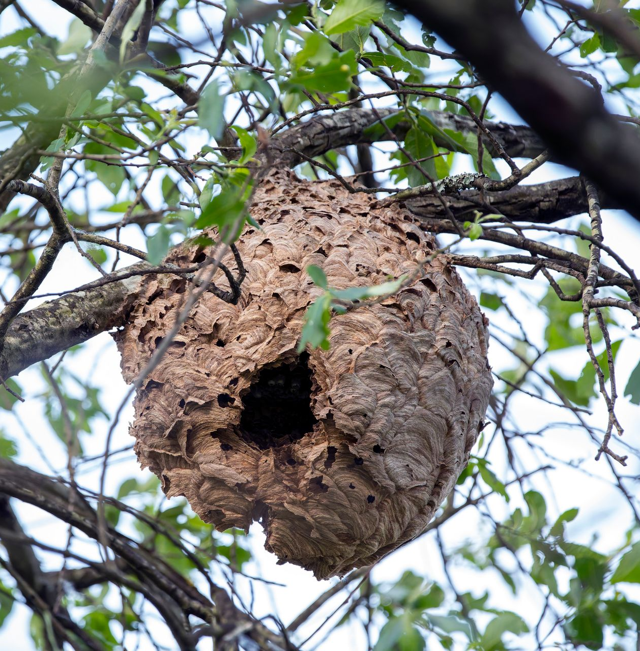 Nid de frelons asiatiques dans un arbre