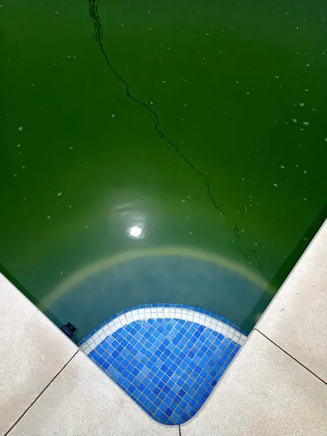 Piscina llena de algas verdes, escalones de baldosas azules, terraza de piscina blanca.