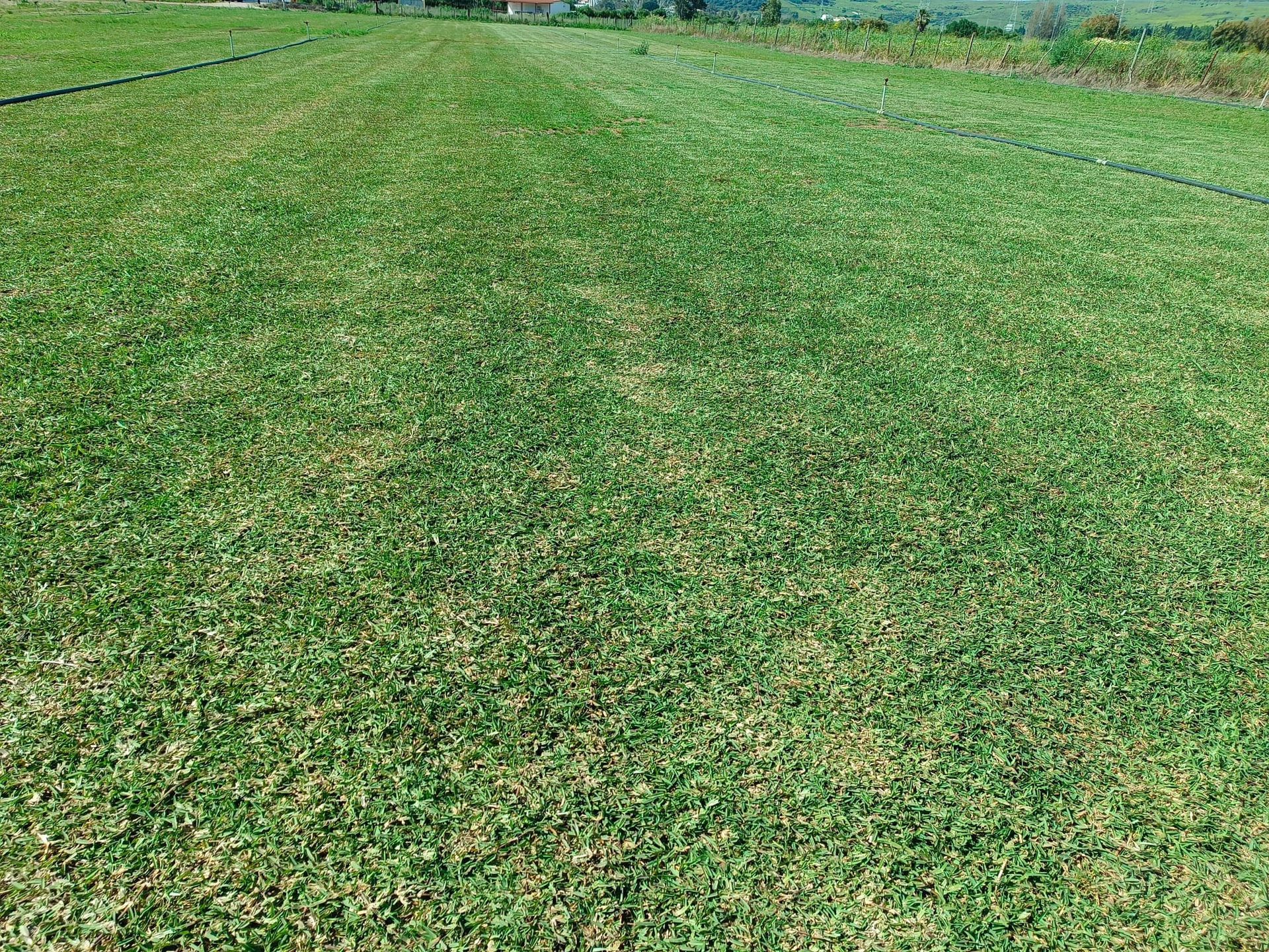 Césped de hierba verde.