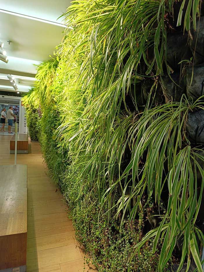 Pared viva de exuberantes plantas verdes dentro de un edificio con piso de madera.