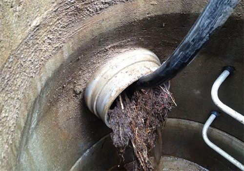 Canalisation bouchée par un amas de racines ou de débris sortant de l'ouverture
