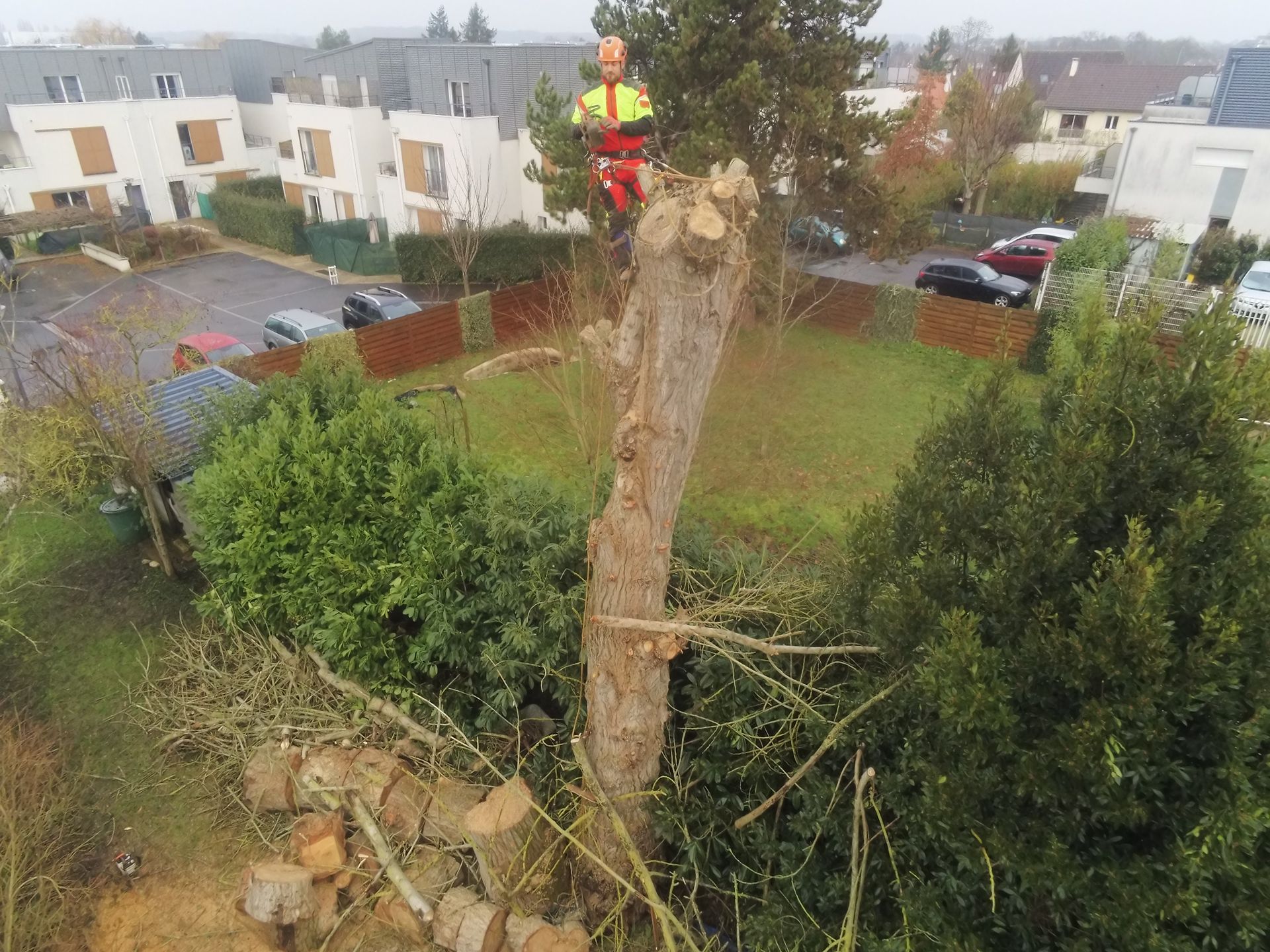 Élagueur à la cime d'un arbre élagué avec des branches étendues en bas, rattaché au tronc par des câbles