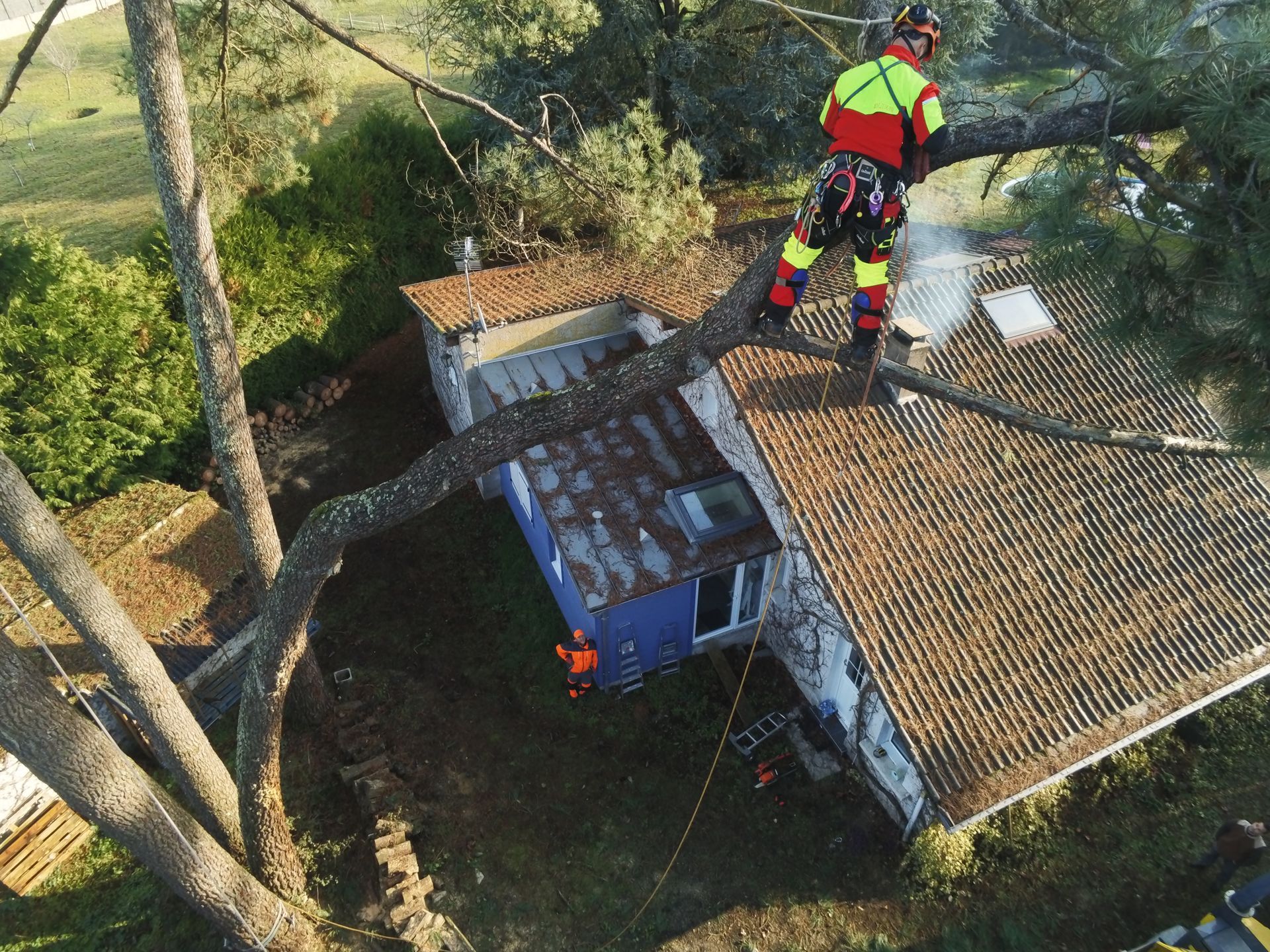 Intervention en hauteur d'un élagueur en combinaison orange et jaune fluo, debout sur la branche d'un arbre