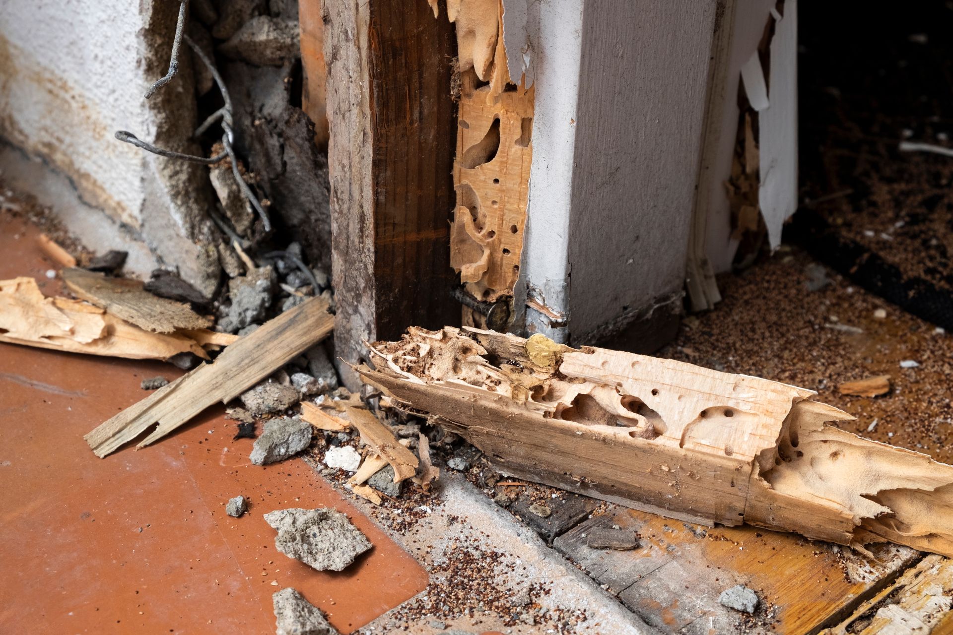 Dégâts causés par les termites sur un encadrement de porte