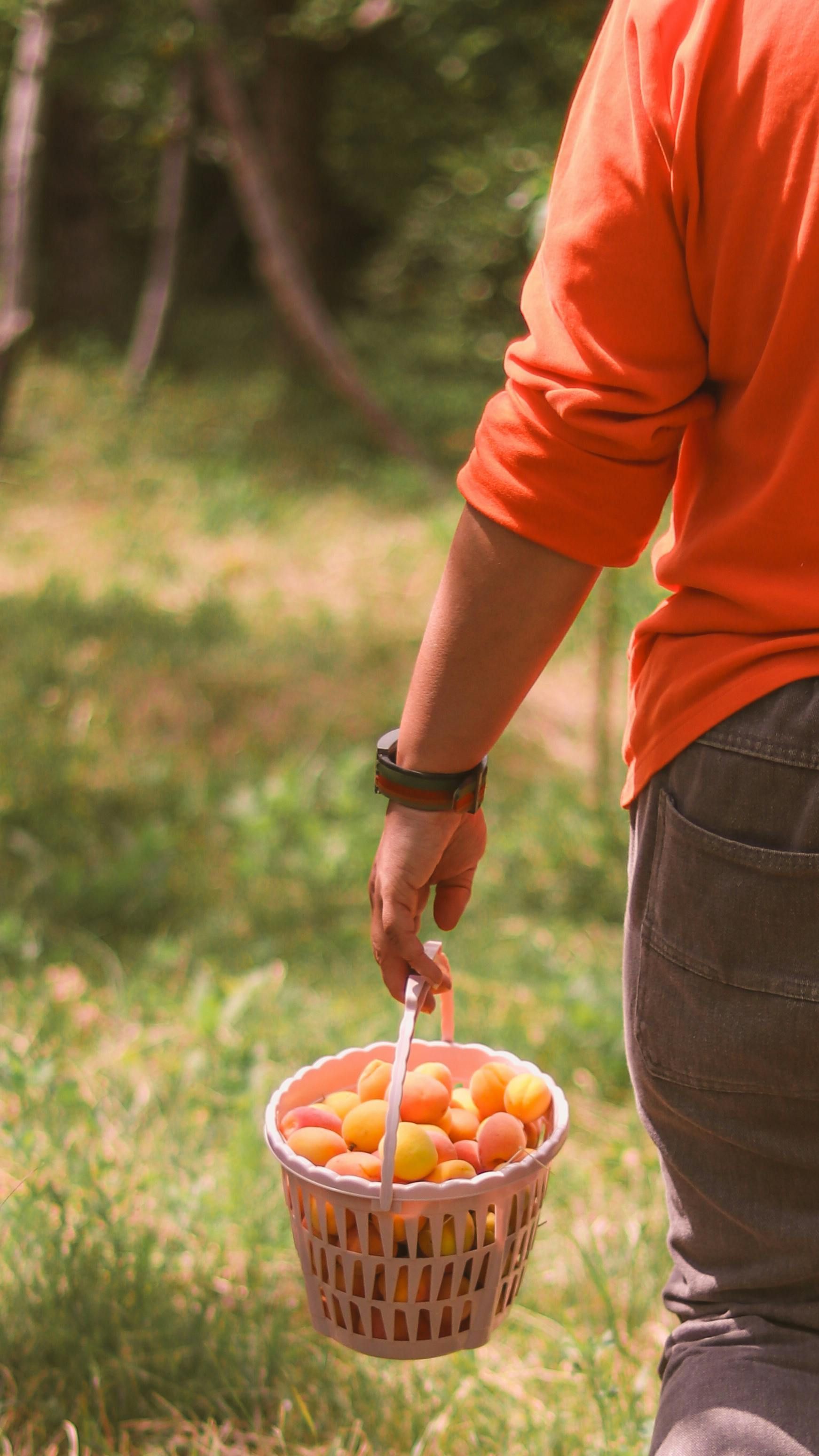 Una persona sostiene una cesta de fruta en su mano.