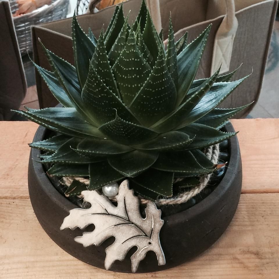 Pflanze, Blumengeschäft Löwenzahn