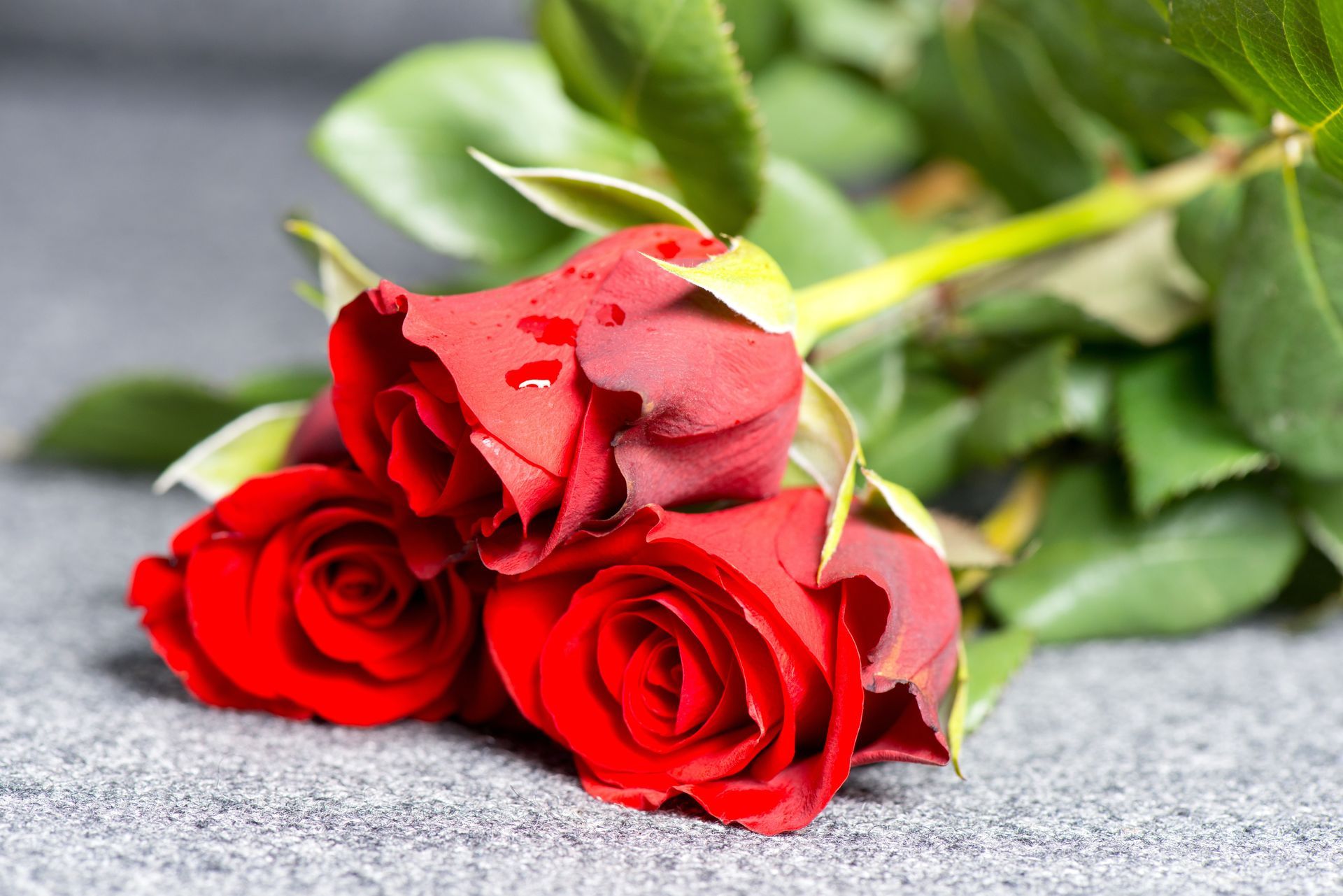 Tres rosas rojas con hojas verdes sobre una superficie gris