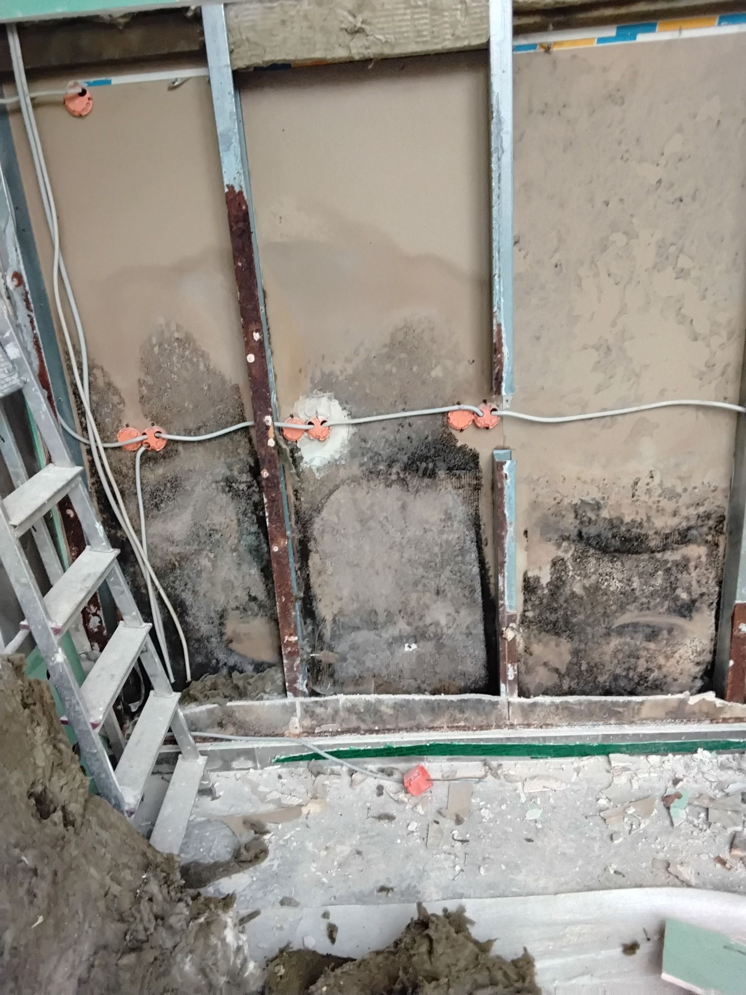 Schimmelpilzarten in Haus und Wohnung