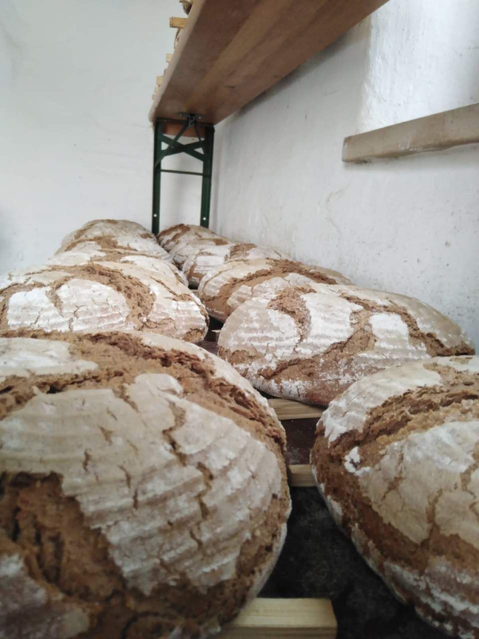 Brotlaibe kühlen auf Holzregalen in einem weiß getünchten Raum ab.