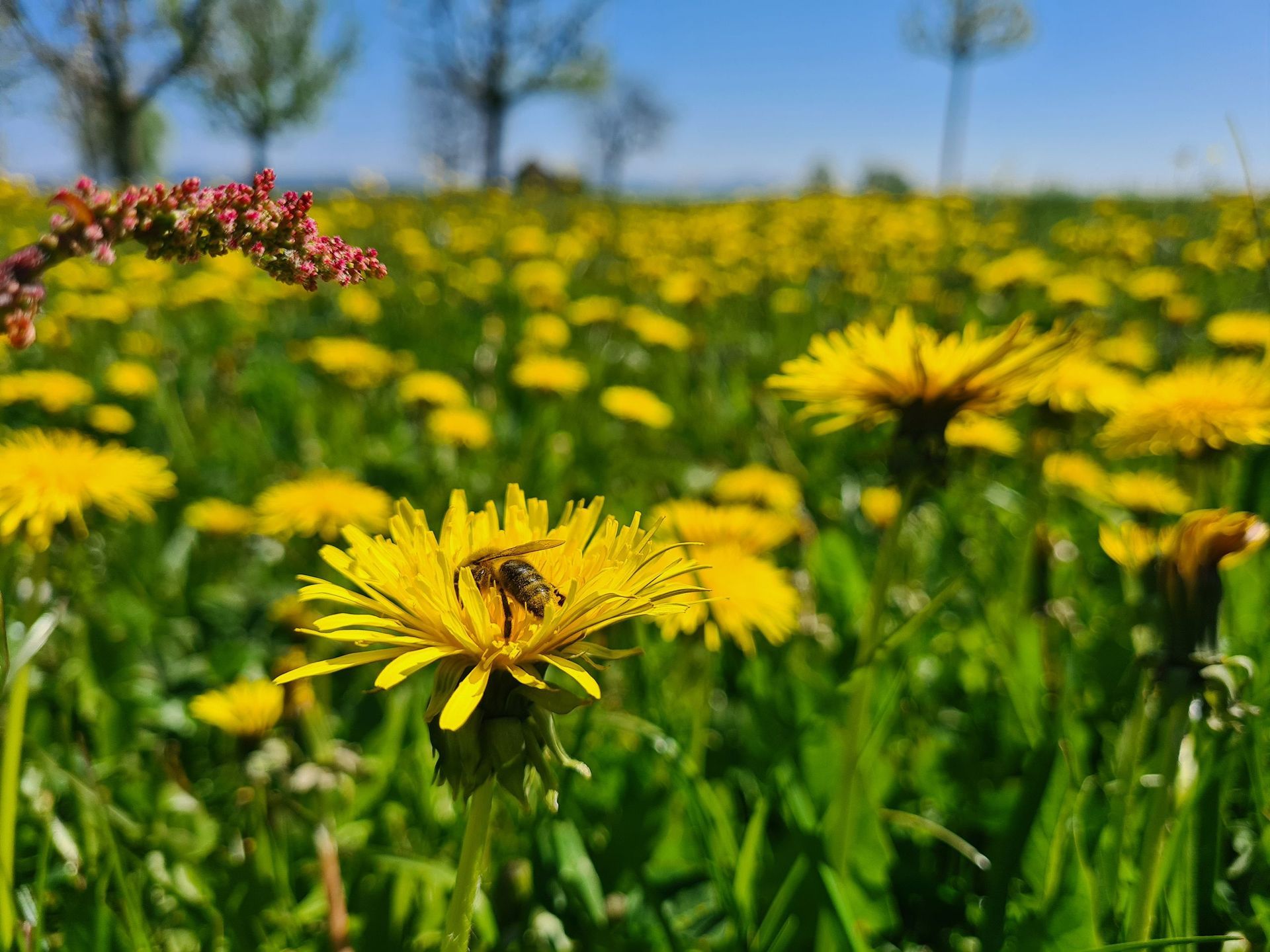 Restaurant Stallstube