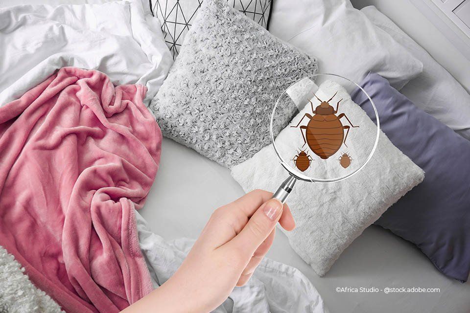 Eine Lupe zeigt Milben als Abbildung auf einem Kissen
