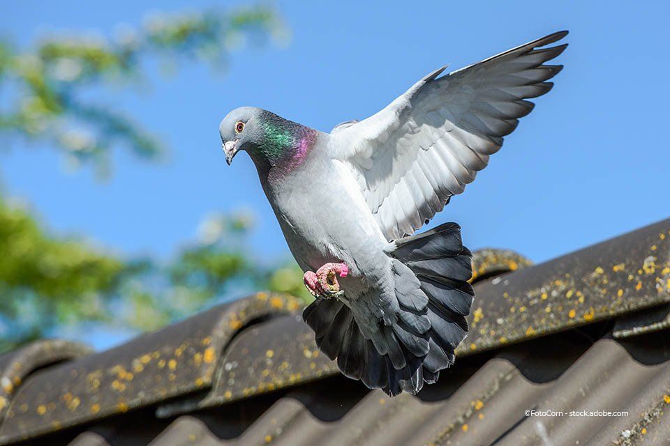 Taube auf einem Dach