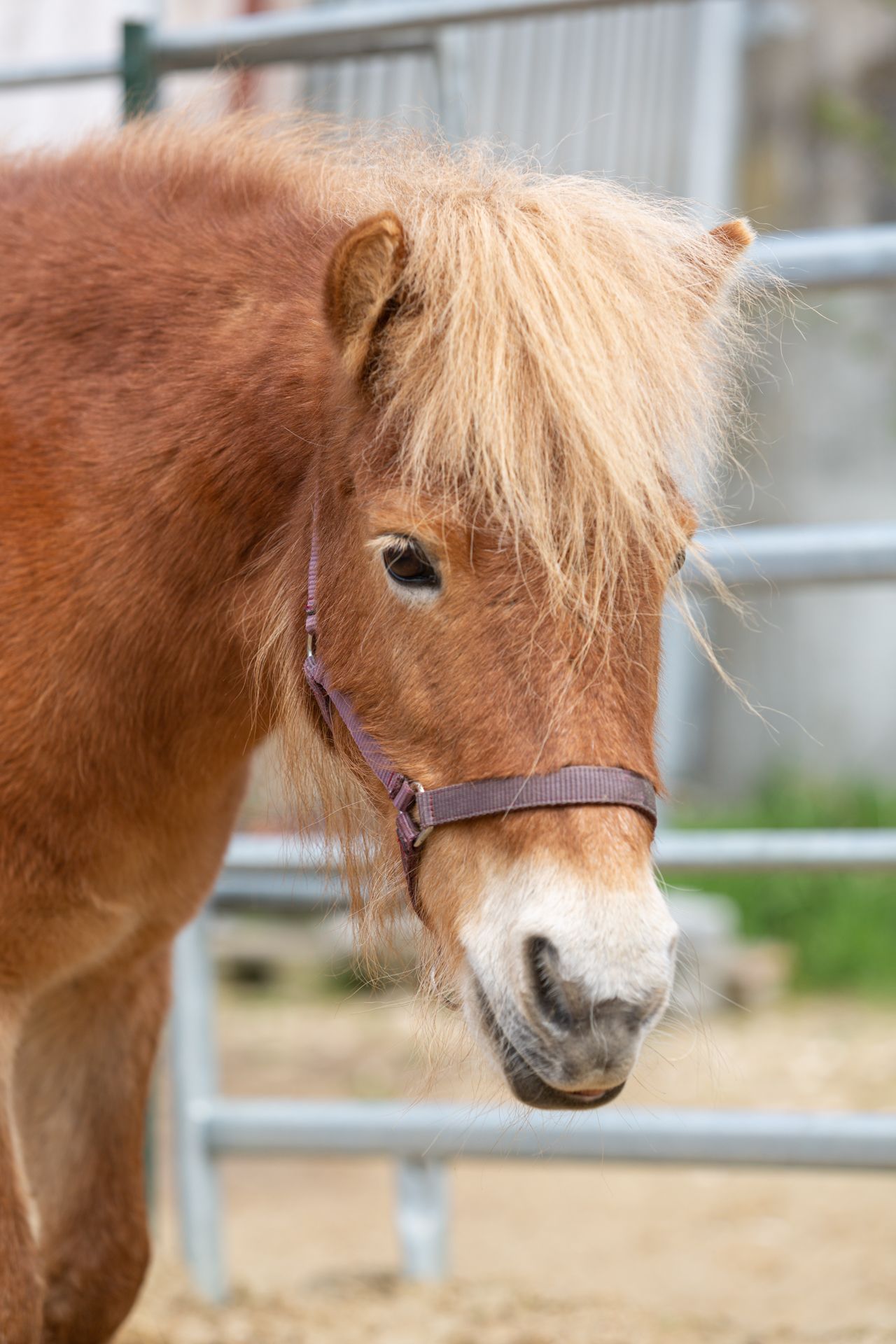 HerzPfade - Systemische Aufstellungsarbeit mit Pferden, zweites Therapiepferd blickt aufmerksam, symbolisiert Konzentration und Einsicht.