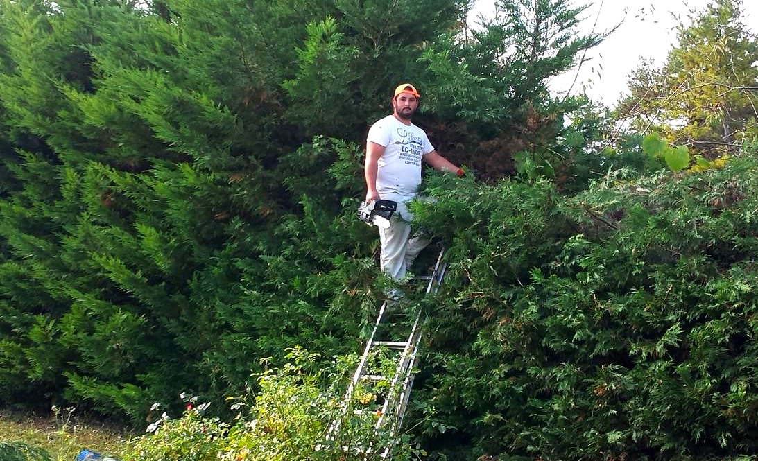 Un homme sur une échelle taillant une grande haie verte avec une chemise blanche et un casque orange dans une cour.