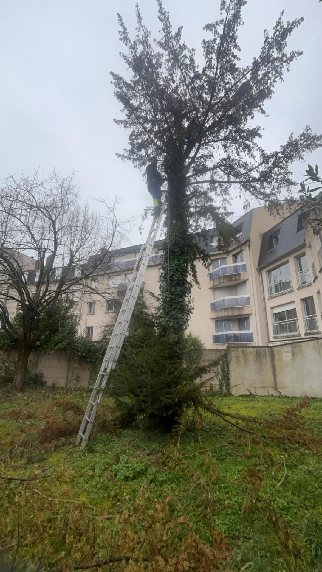 Une personne sur une échelle taille un grand arbre. Bâtiments et ciel couvert en arrière-plan.