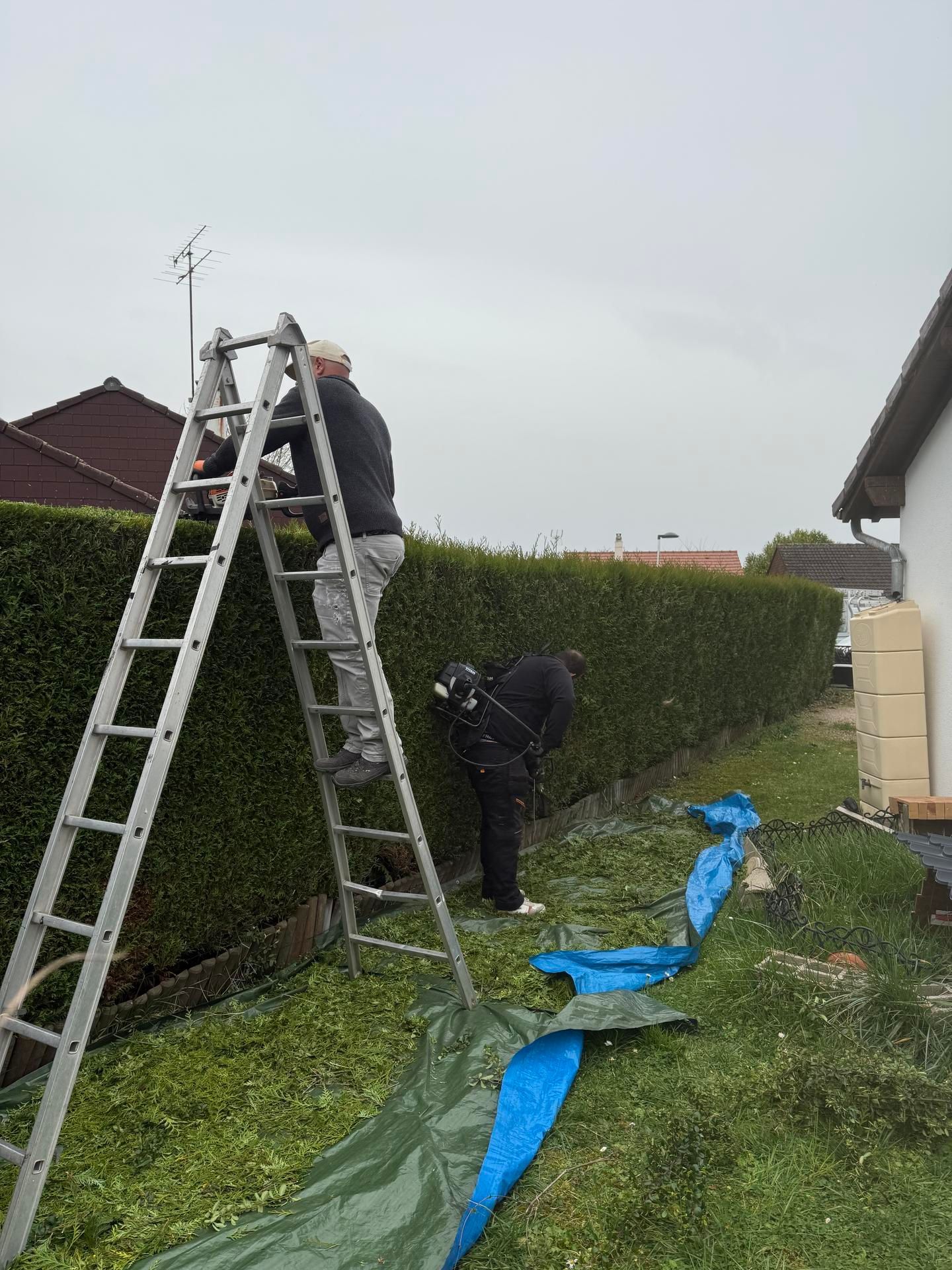 Deux personnes taillant une haute haie avec une échelle. Feuillage vert, bâche bleue, ciel gris.