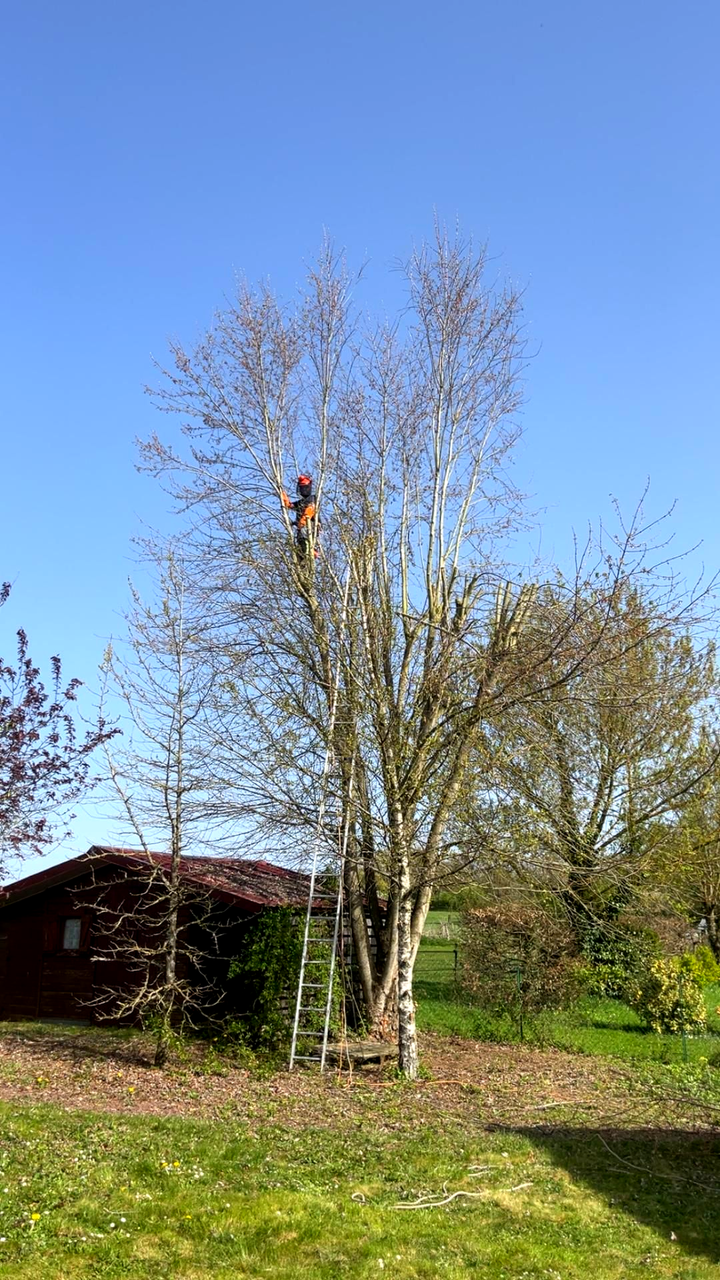 Une personne élague un grand arbre avec une échelle, sous un ciel bleu clair.