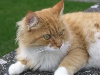 Pasqual Regula Thierwaechter