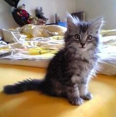 Pasqual Regula Thierwaechter