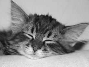 Pasqual Regula Thierwaechter