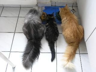 Pasqual Regula Thierwaechter