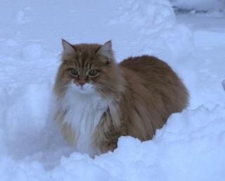 Pasqual Regula Thierwaechter