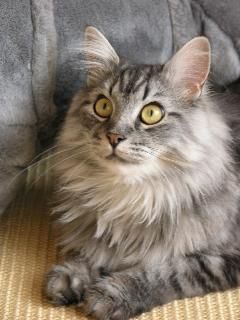 Pasqual Regula Thierwaechter