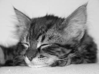 Pasqual Regula Thierwaechter