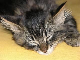 Pasqual Regula Thierwaechter