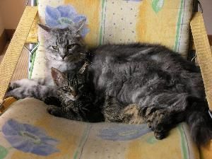 Pasqual Regula Thierwaechter