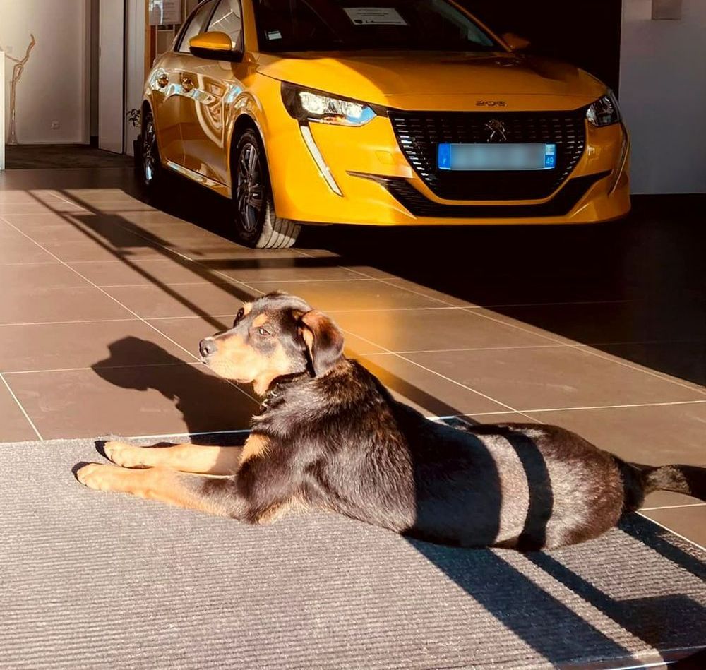 Pépito, fidèle mascotte.
