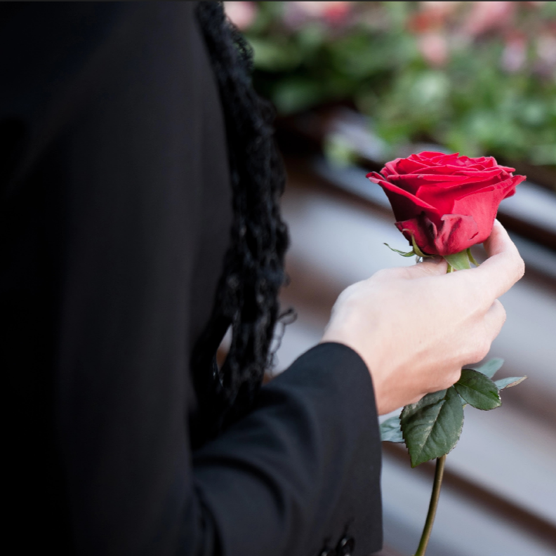 Rose blanche dans une main