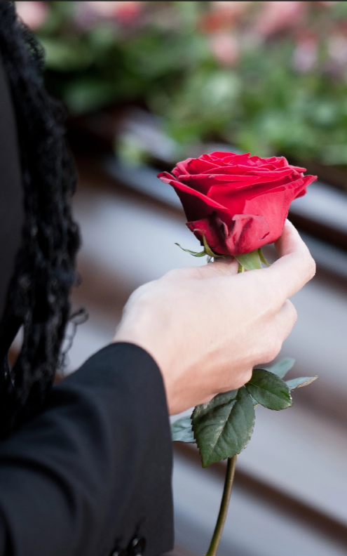 Rose blanche dans une main