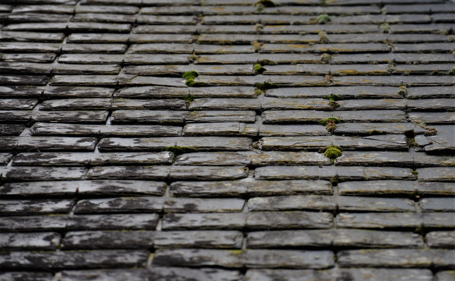 Gros plan sur des tuiles d'ardoise usées par le temps, entre lesquelles pousse de la mousse.
