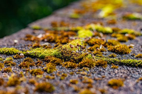Gros plan sur de la mousse, brune et verte, poussant sur une surface de bois texturée et patinée.