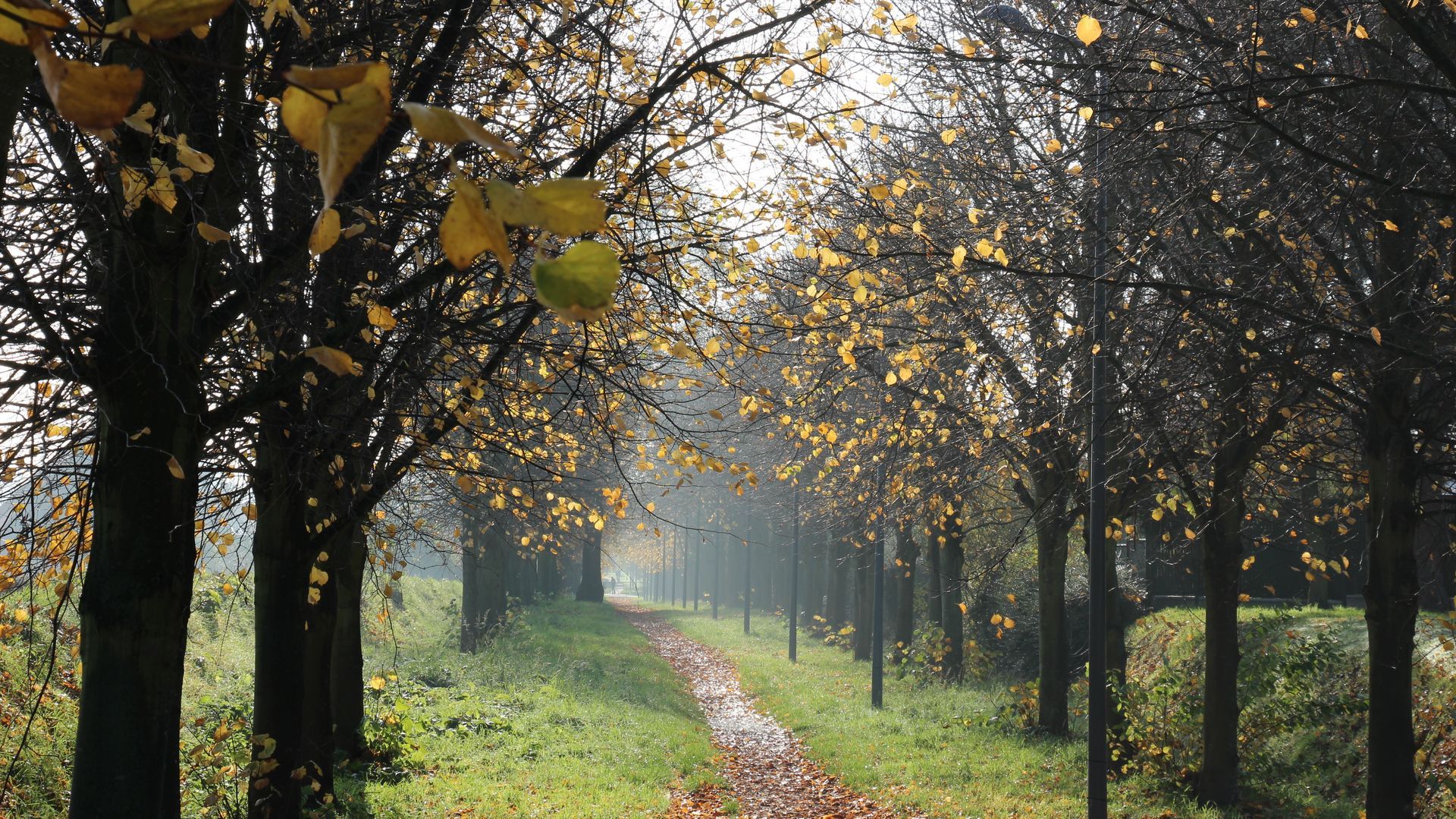 Un sentier bordé d'arbres, menant au loin par une journée ensoleillée