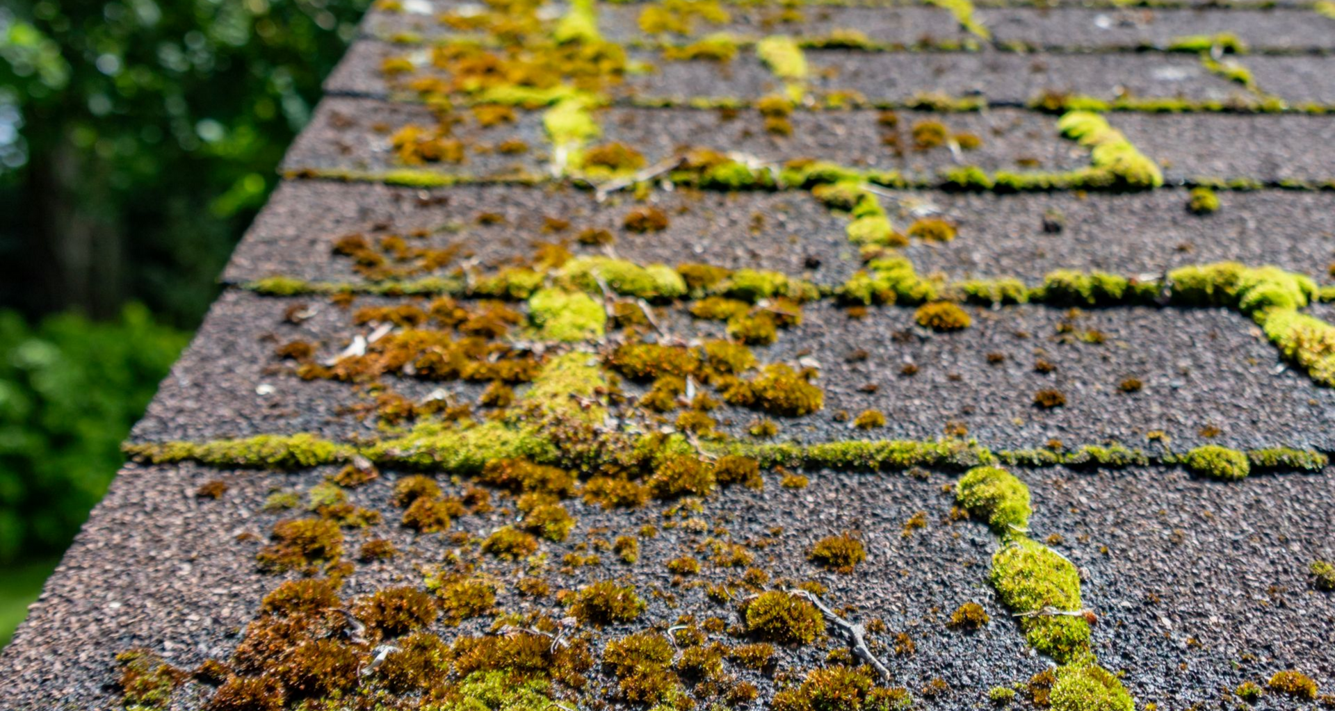 Prolifération de mousse et d'algues sur un toit en bardeaux d'asphalte usé.