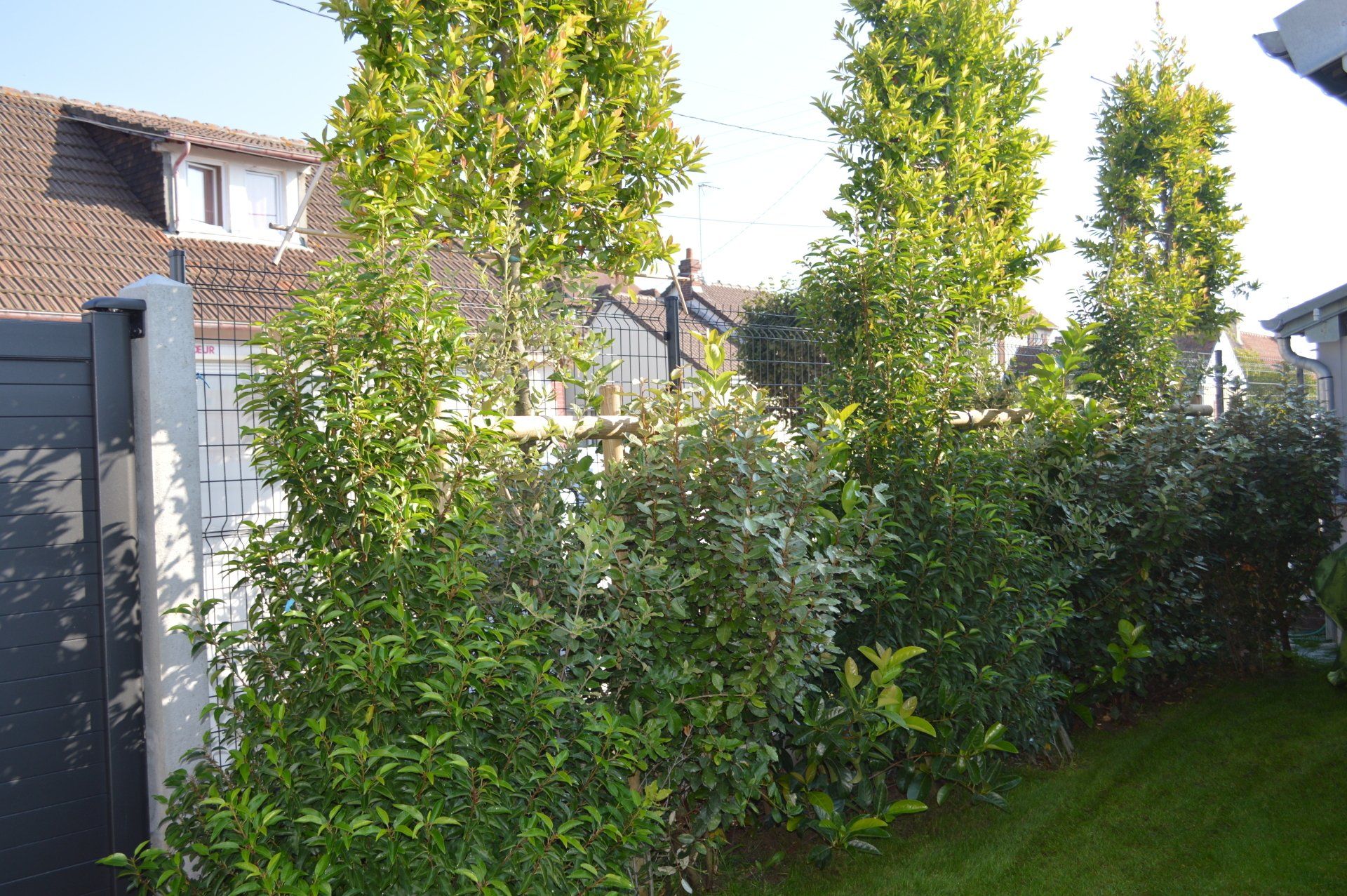 Création de haies variées