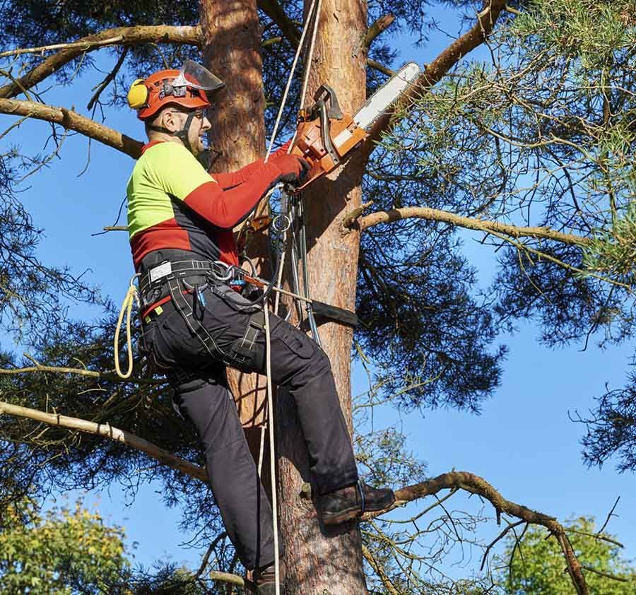 Un hombre está cortando un árbol con una motosierra.