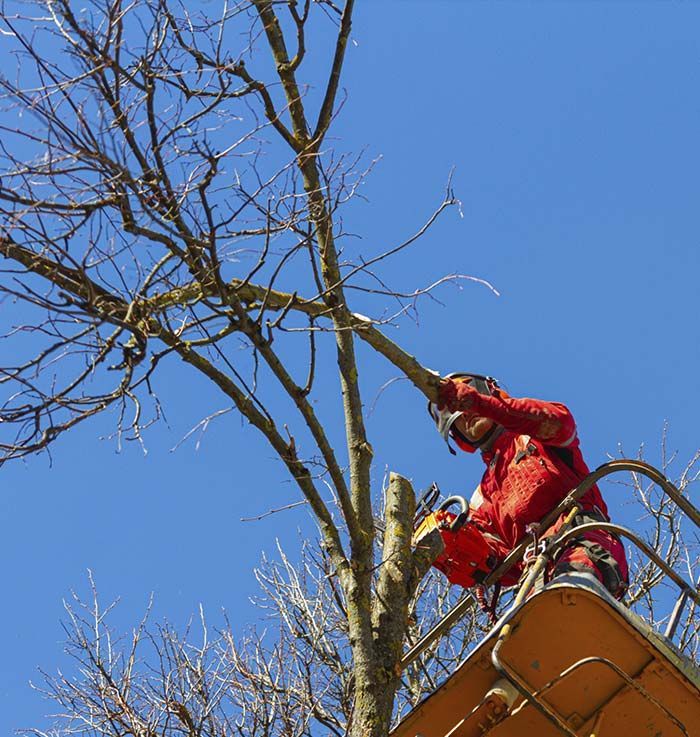 Un hombre con una chaqueta roja está cortando una rama de árbol con una motosierra.