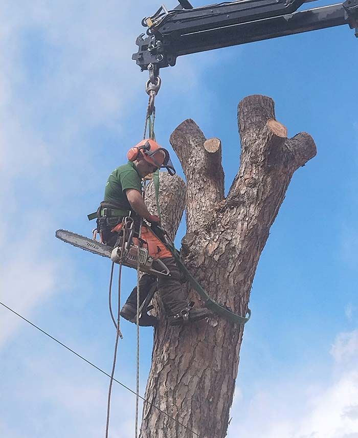 Un hombre está cortando un árbol con una motosierra.