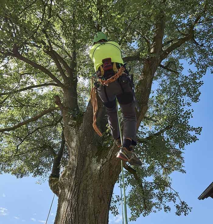 Un hombre está trepando a un árbol con una cuerda.
