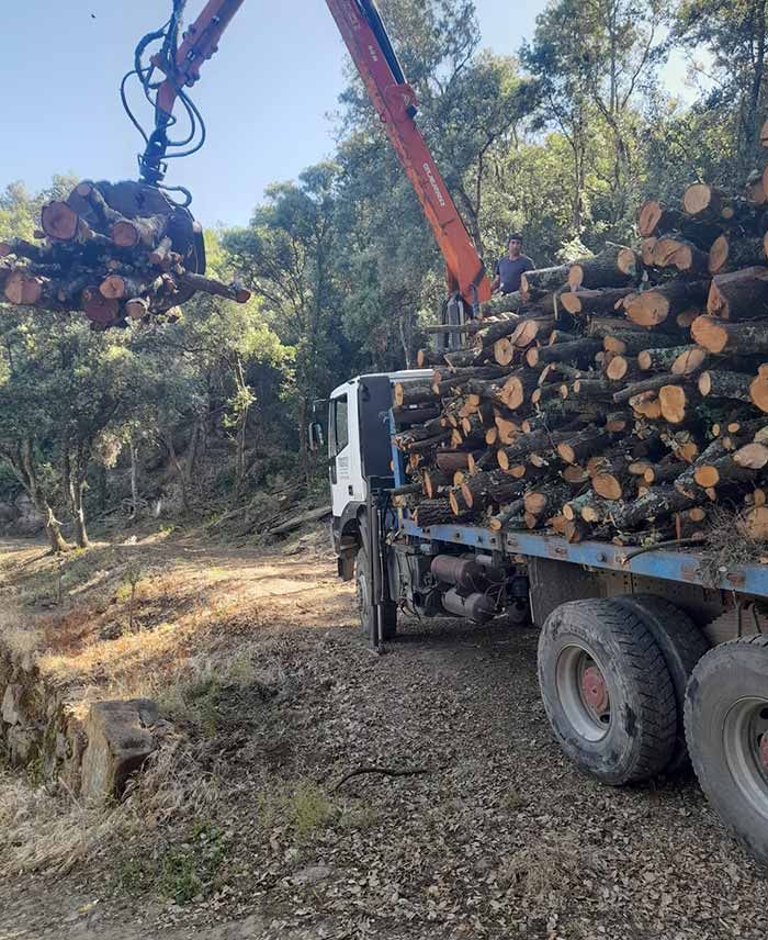 Un camión que transporta troncos está siendo levantado por una grúa