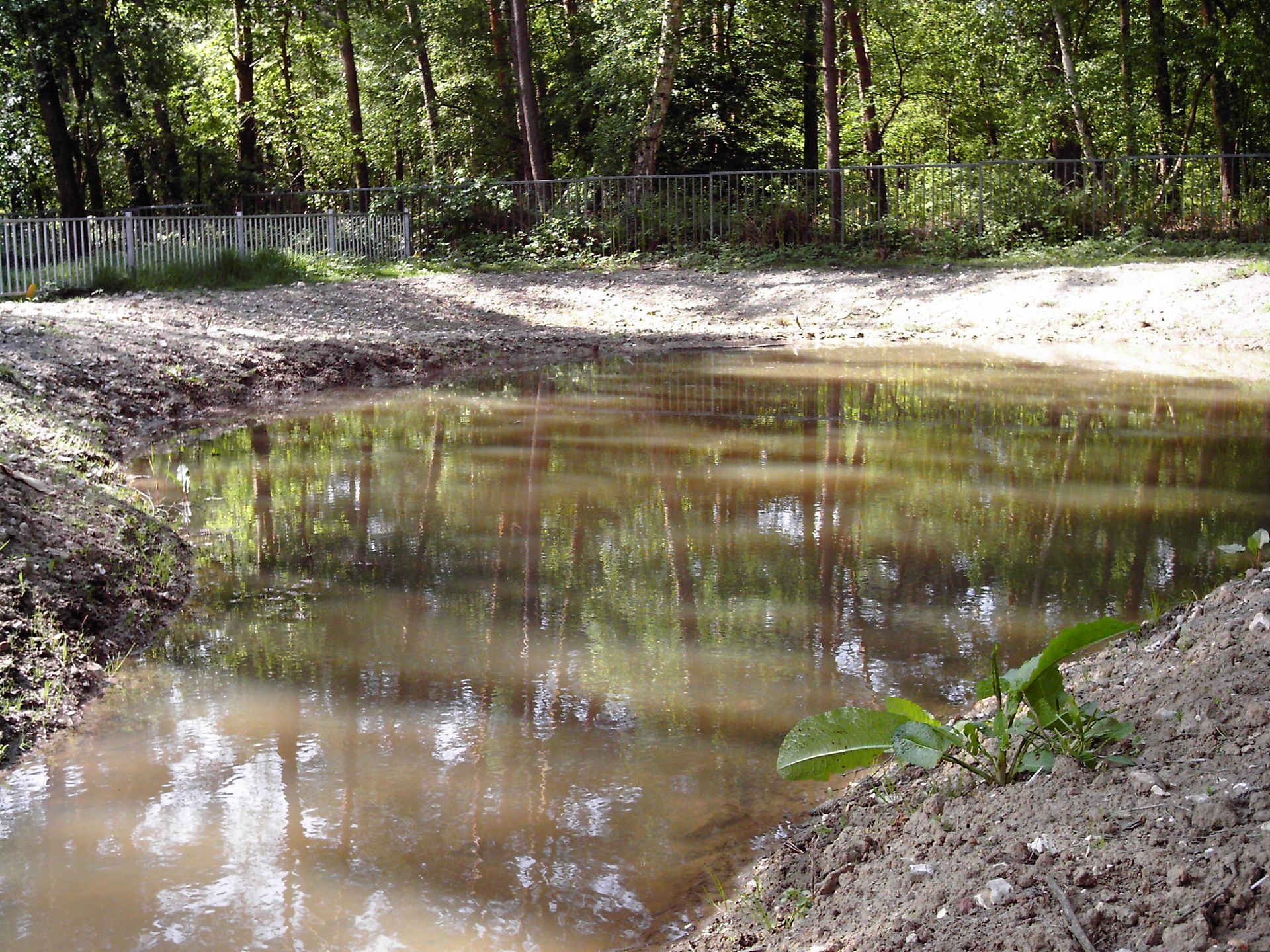 Une plante et une mare remplie d'eau croupie