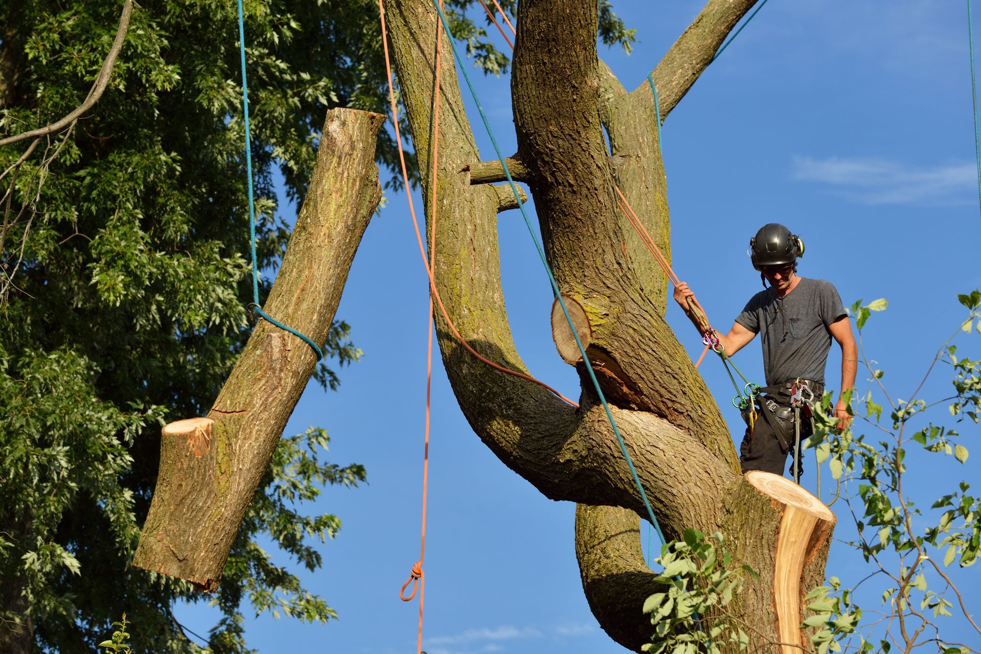 Un ouvrier dans un arbre utilise une corde pour descendre des morceaux de bois