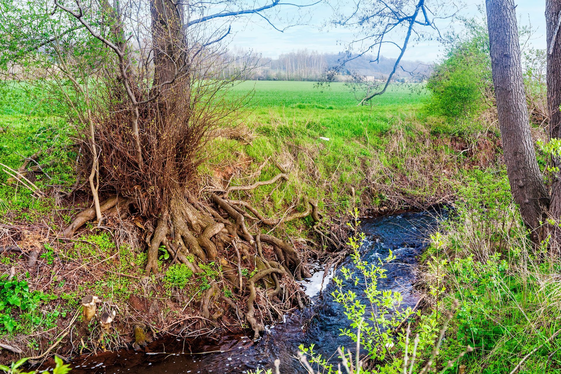 Un arbre racineux plantée près d'une petite rivière