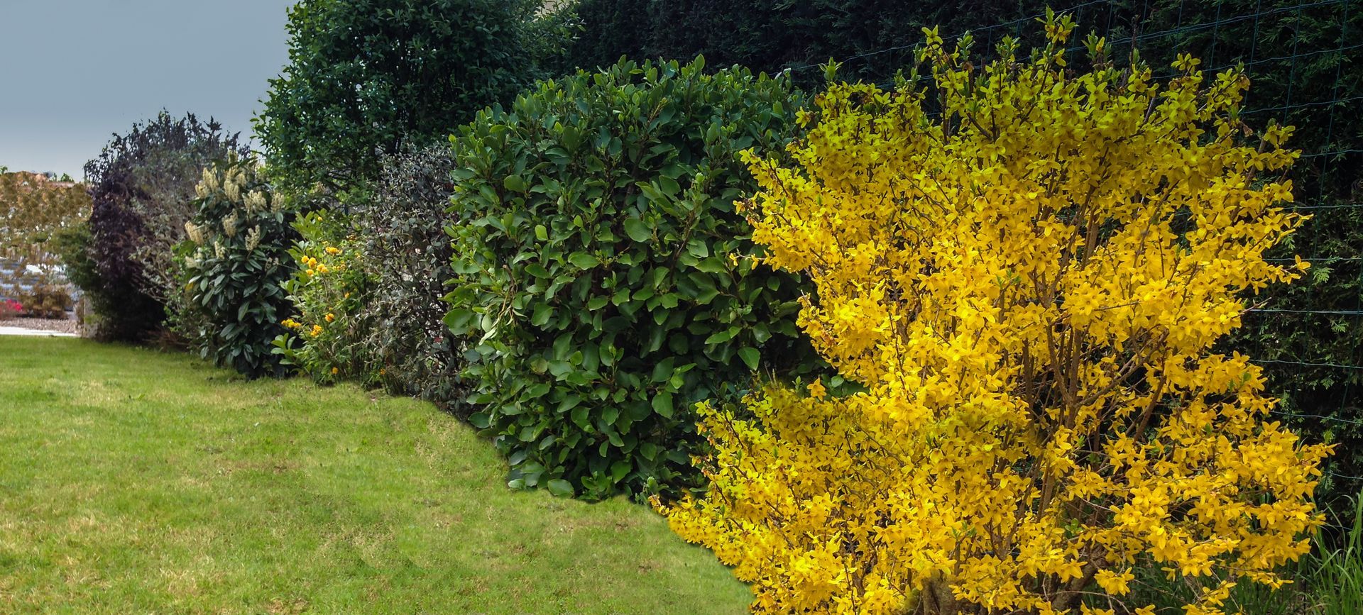 Des arbustes colorés et alignés